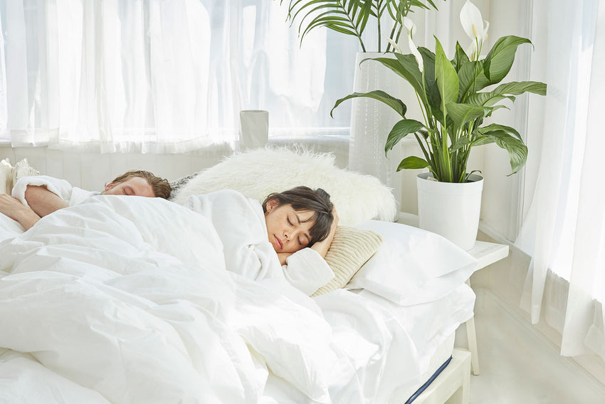 Winkbed memorylux on sale